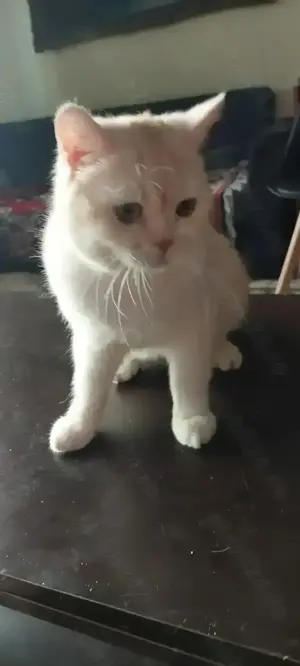 British shorthair golden chinchilla - imagine 4