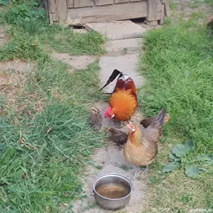 pereche găini phionix