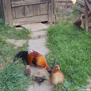 pereche găini phionix - imagine 2