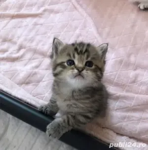 British Shortahir  - imagine 2