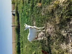 Vând capra prima fatare Timisoara - Animale