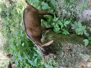 Vand iedute si ieduti alpini francezi - imagine 2 Vand iedute si ieduti alpini francezi - imagine 2