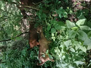 Vand iedute si ieduti alpini francezi - imagine 4 Vand iedute si ieduti alpini francezi - imagine 4