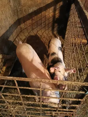 Vând doi șoldani  - imagine 2