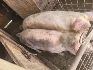 Porci de vanzare - imagine 2