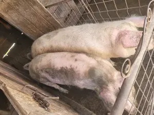 Porci de vanzare - imagine 3