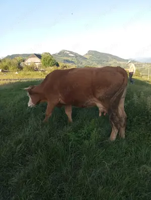 Vand vaci bune cu lapte