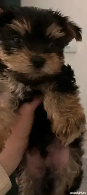 pui yorkshier terier