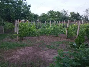 Casa Zorleni, 4 camere  130 mp + anexe, curte 1800 mp - imagine 6 Casa Zorleni, 4 camere  130 mp + anexe, curte 1800 mp - imagine 6