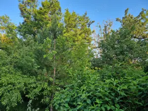 VAND URGENT casa + teren 1200mp - imagine 3