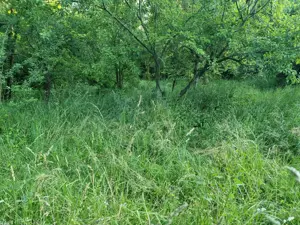 VAND URGENT casa + teren 1200mp - imagine 4