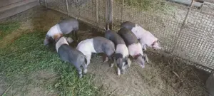 Grasuni Bazna-Pietrain - imagine 2