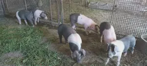 Grasuni Bazna-Pietrain - imagine 4