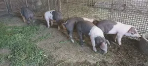 Grasuni Bazna-Pietrain - imagine 3