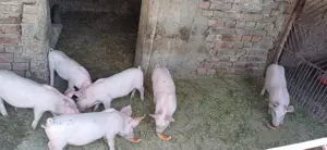 Vand purcei - imagine 2