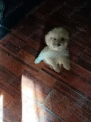 vand catei rasa caniche(pudel)