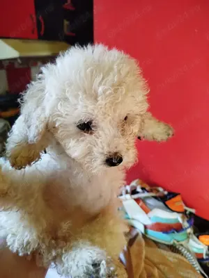 vand catei rasa caniche(pudel)