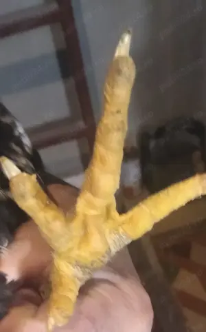 cocosei Jersey Giant -uriasul american - imagine 3