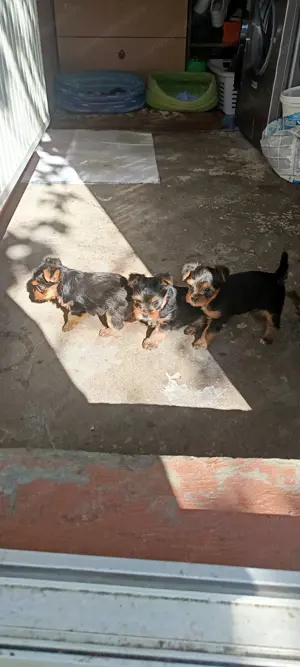 Yorkshire toy  - imagine 2 Yorkshire toy  - imagine 2