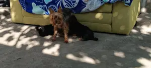 Yorkshire toy  - imagine 3 Yorkshire toy  - imagine 3