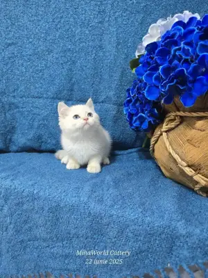 british shorthair, pedigree