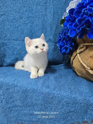  british shorthair, pedigree  - imagine 2