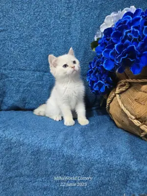  british shorthair, pedigree  - imagine 3