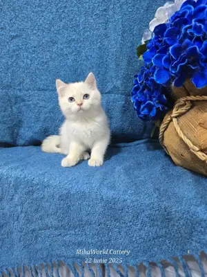  british shorthair, pedigree  - imagine 4