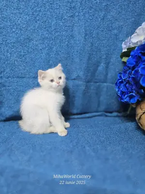 British shorthair,  pedigree  - imagine 2