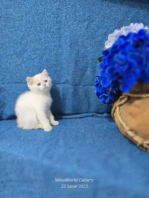 British shorthair,  pedigree  - imagine 5