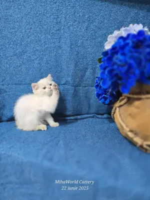 British shorthair,  pedigree  - imagine 4