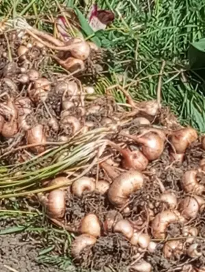 Șofran din Iran la ghiveci,și bulbi ,acum se plantează, - imagine 4