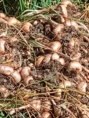 Șofran din Iran la ghiveci,și bulbi ,acum se plantează,