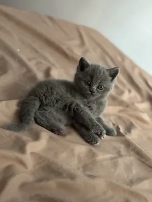 Puiuți British   - imagine 3