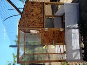 SUPER OFERTĂ! Schimb cusca de pasari exotice