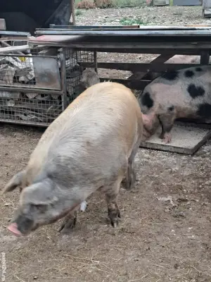 porci de carne  - imagine 2