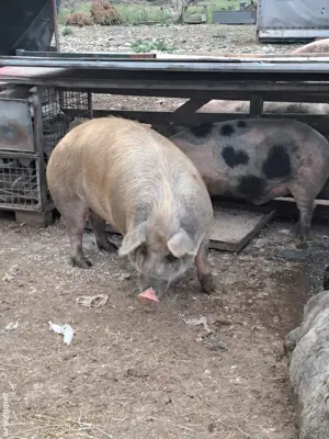 porci de carne  - imagine 4