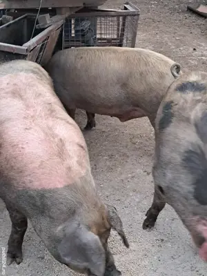 porci de carne  - imagine 3