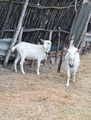 Vând țapi rasa Sannen 