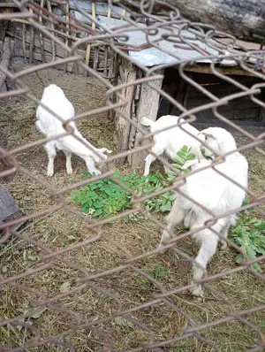 Vând țapi rasa Sannen  - imagine 2