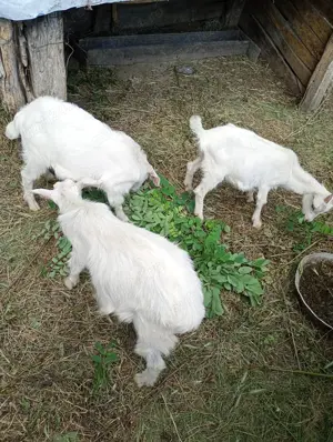 Vând purcei, scroafe,vier si țapi  - imagine 3