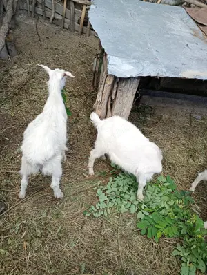 Vând țapi rasa Sannen  - imagine 5