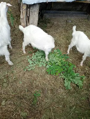 Vând țapi rasa Sannen  - imagine 4