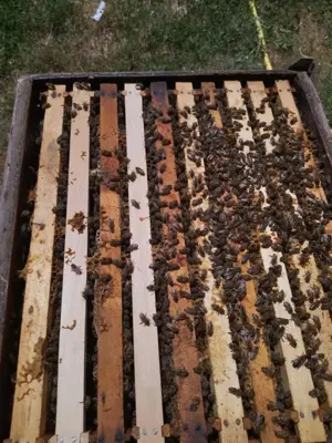 Vand 15 stupi DADANT PE 10 RAME.