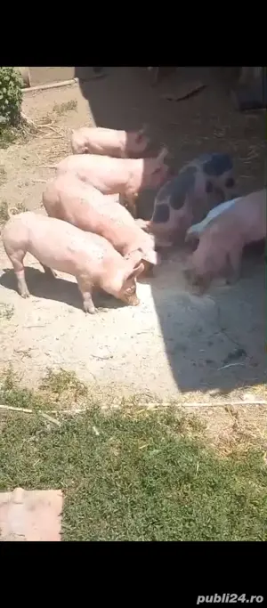 purcei 450 lei Dobrotești  - imagine 2 purcei 450 lei Dobrotești  - imagine 2