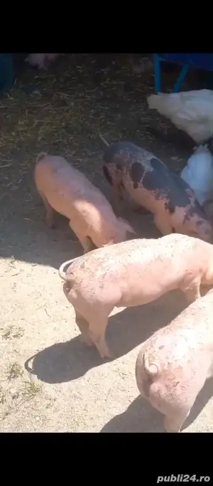 teteorman purcei 500 lei - imagine 3