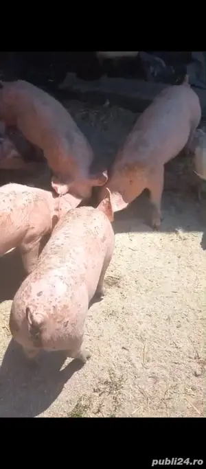 purcei 450 lei Dobrotești