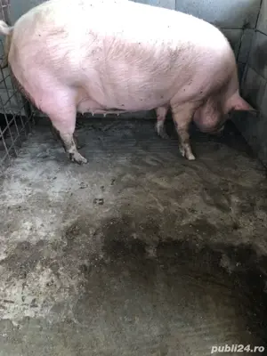 Scrofita Gestanta  - imagine 3