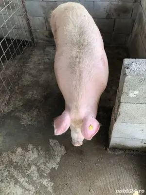 Scrofita Gestanta  - imagine 2