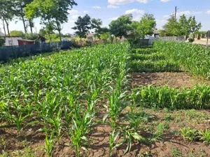 Casa de vanzare - imagine 3